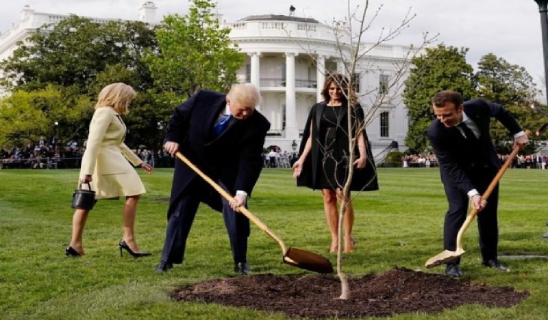 أين اختفت الشجرة التي زرعها ماكرون وترامب في البيت الأبيض؟